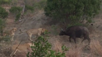 ¿Podrá este búfalo contra toda una manada de leones?