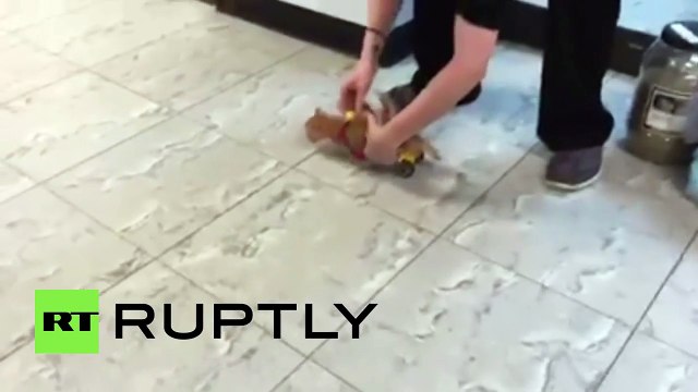 Prothèses roulantes en Lego pour chatons créées par des vétérinaires