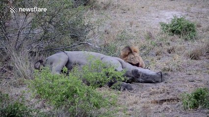 Rhino still alive as lions start feeding on it