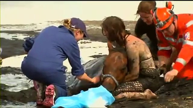 Horse Stuck In Mud Australia Astro Rescued After Three-Hour Ordeal On Geelong Beach