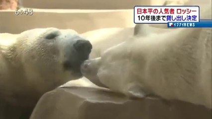 Pyotr (Rossy) will stay at Nihondaira Zoo until 2026 (Mar.31  2016)