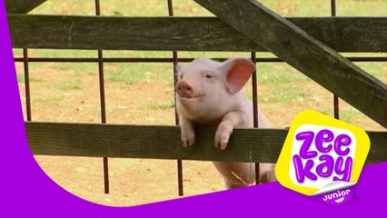 Petal's Adventure | Big Barn Farm | ZeeKay Junior