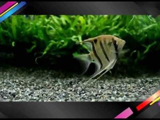 5 มหานิยม ปลาสวยงามยอดนิยม ปี 2555 OA190555 01-04