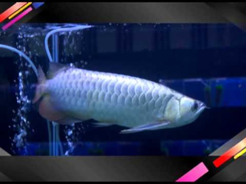 5 มหานิยม ปลาสวยงามยอดนิยม ปี 2555 OA190555 04 04 Part 02