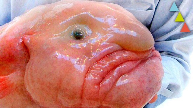 Los peces abisales más extraños