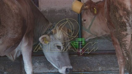 Sëmundja e lëkurës, kërkohet ndihma e Qeverisë