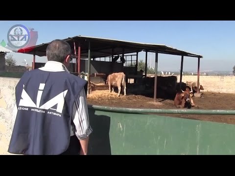 Catania - Mafia, confiscati beni a Giuseppe Privitera del clan dei Carateddi (11.05.16)