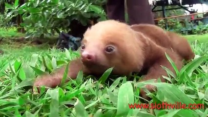 Une zoologiste publie la vidéo des premiers cris de bébés paresseux !