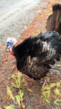 Une dinde sauvage court après un mec sans le lâcher !