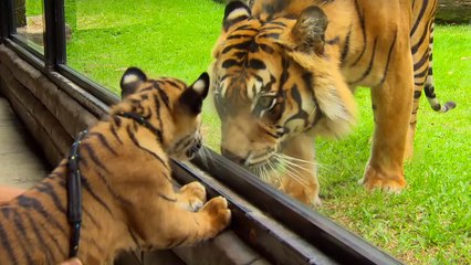 Cubs meet adult tiger for the first time