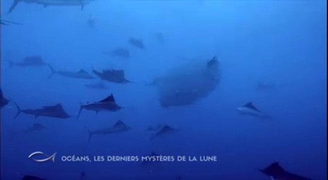 Des espadons chassent un banc de sardines : images magnifiques