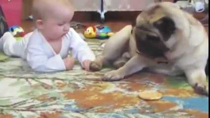 loveDOG PUG!パグ＆赤ちゃん