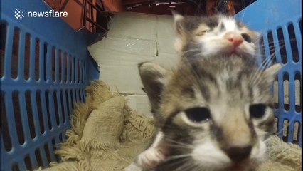 Cat owner leaves GoPro in kitten 'lair'