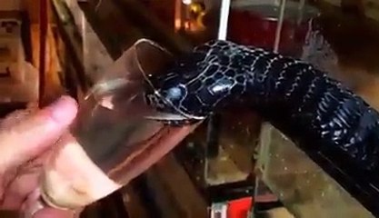 Snake drinks water