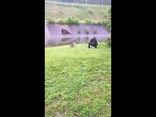 Un'oca attira l'attenzione di un agente: quando scopre dove lo sta portando resta senza parole!