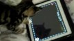 Charlie The Cat - Kitten Playing iPad 2 !!! Game For Cats Cute Funny Clever Pets Bloopers
