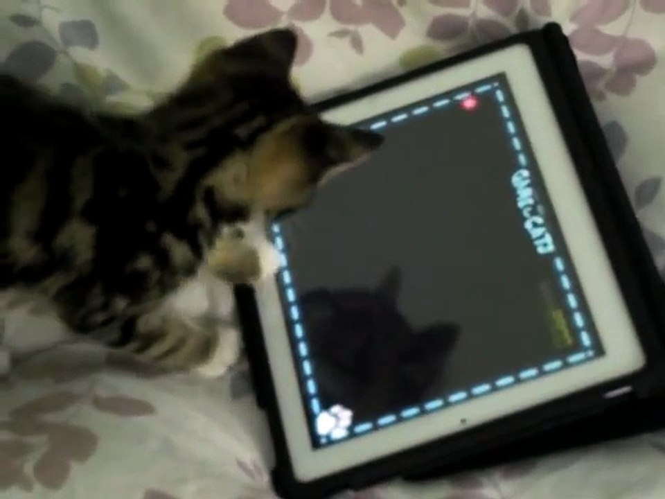 Charlie The Cat - Kitten Playing iPad 2 !!! Game For Cats Cute Funny Clever Pets Bloopers