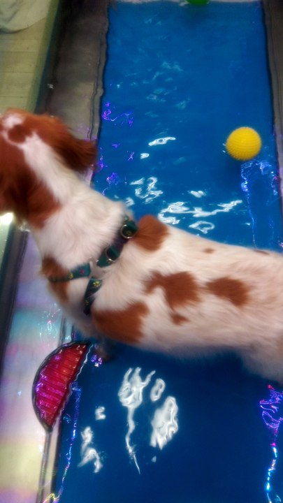 hydrotherapie chien