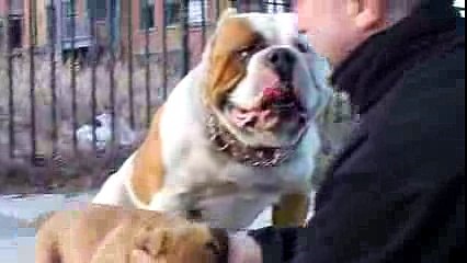 Bandog Spirit_ Cody jr _ Father II - YouTube