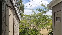 Des centaines d'abeilles tueuses deviennent folles