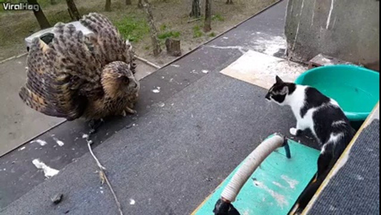 Ce hibou se gonfle pour impressionner un chat trop curieux