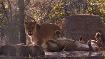 Rescued Lioness Bonds with Orphaned Cub