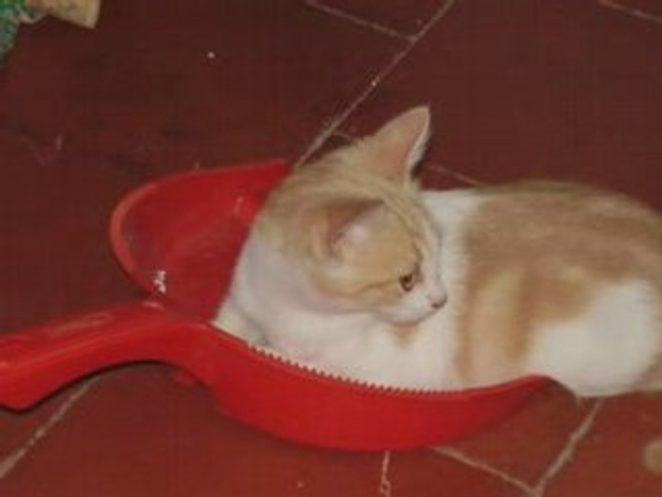 Chat1$_0001