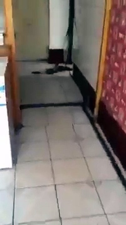 Funny Cat Rat Complication