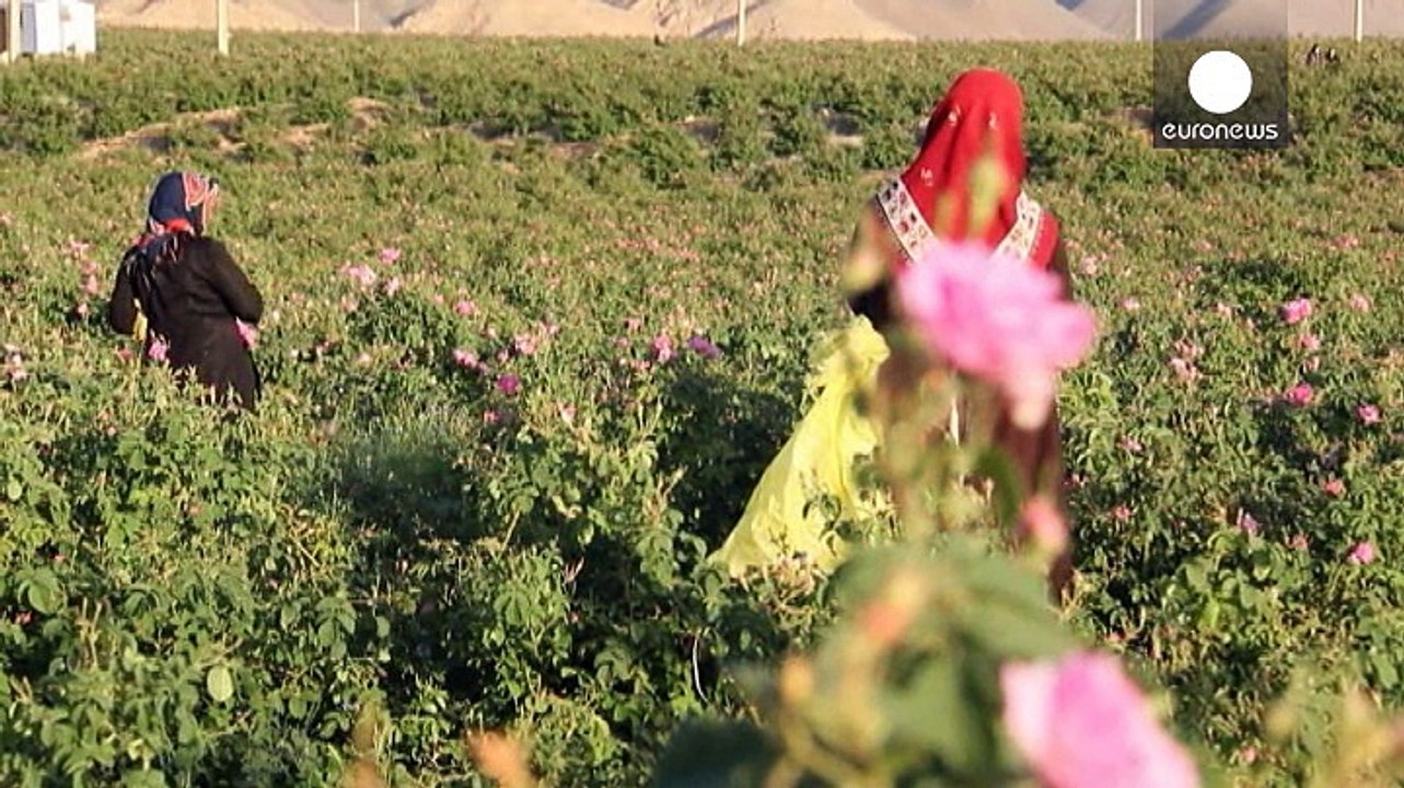 Irans 'dufter' Exportschlager - Rosenwasser