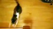 funny videos - Cats Drifting - So Funny