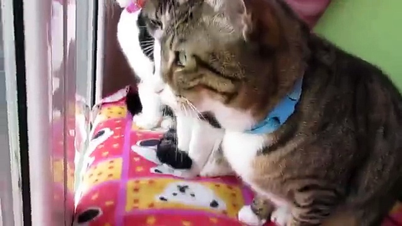 Three Cats Chatting in front of the Window