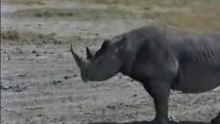 Rhino help!