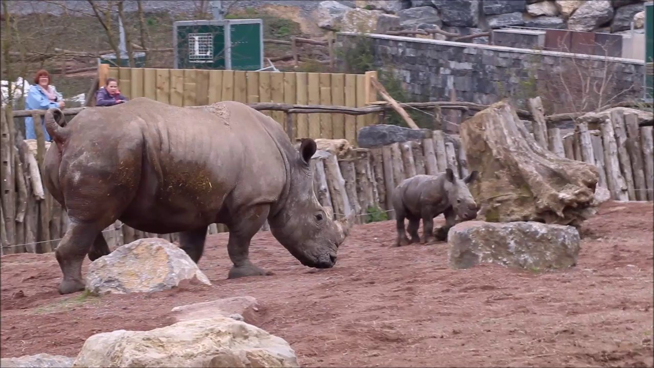 Eléonore et son petit rhinocéros blanc Sethemba