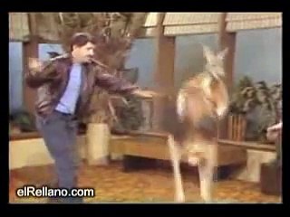 kangaroo boxing a female