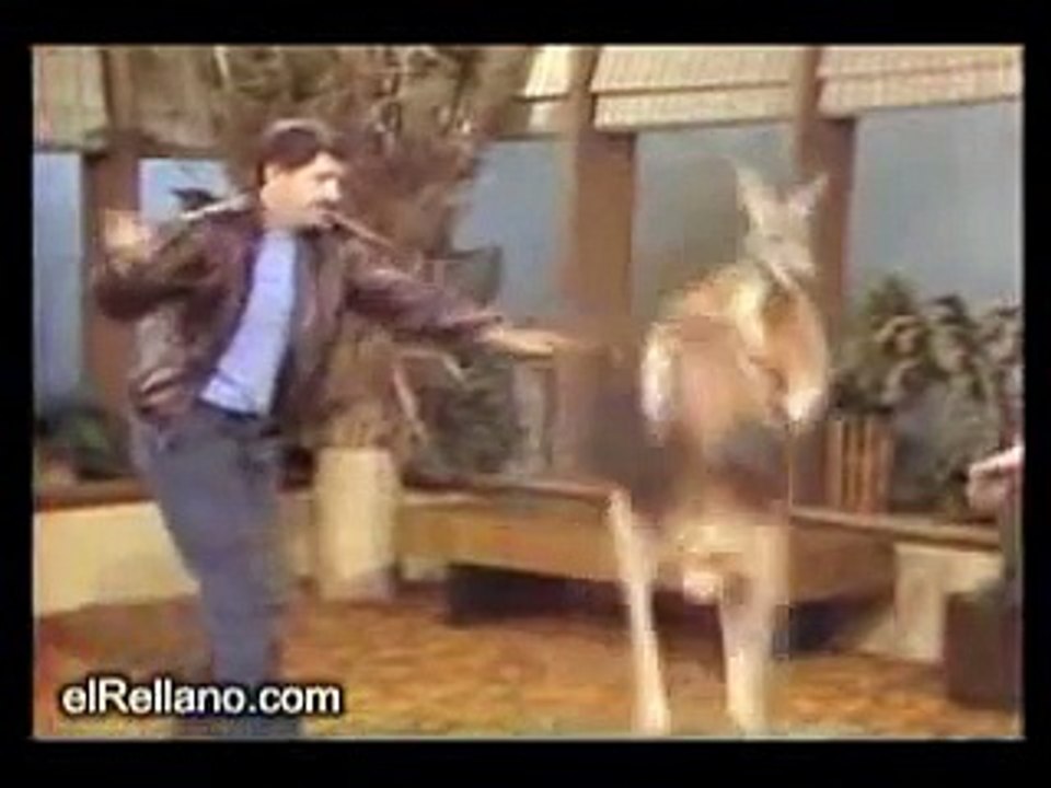 kangaroo boxing a female
