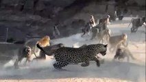 Babouins attaquent un Léopard