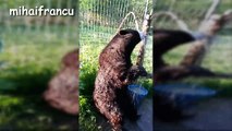 Bears - A Cute And Funny Bear Videos Compilation || NEW HD