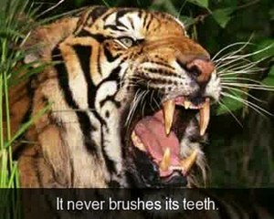 Курс английского языка Livemocha. 24. Глаголы, Наречия времени [2011]