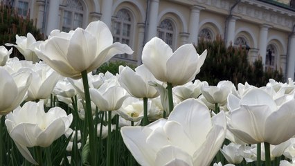 красивые тюльпаны