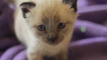 Siamese Kittens Get A New Sister_3 Weeks Old