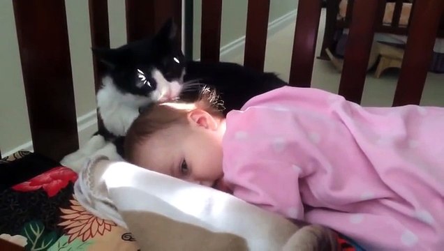 Cat licks the baby