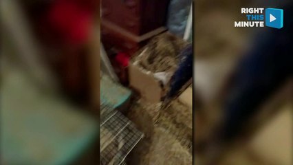 Guinea Pig Love Fest '16 & Adorable Mouse Gets Second Chance