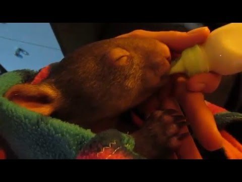 Orphaned Tick-Ridden Wombat Recovers Well and Loves His Bottle
