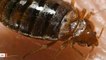 Outrage After Woman Deliberately Releases Bedbugs Into Wild Due To Her Buddhist Principles