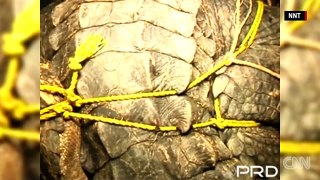 660-pound crocodile found in Thailand