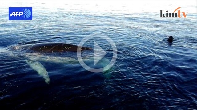 Penyelam lepaskan paus terperangap dalam jaring