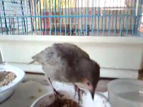 Cuicui apprend à manger seul