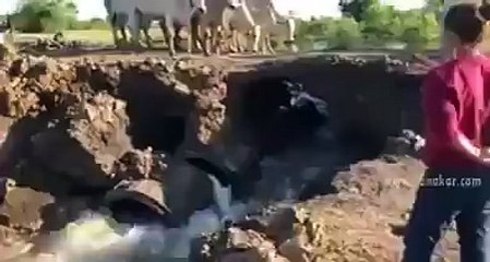 عندما تعثرت احدى الابقار...تعلمت الابقار الباقية ان لا تكرر نفس الخطأفمتى سي...