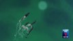 4 Orques chassant un requin filmés par un Drone !