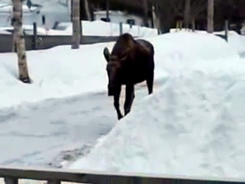 MooCet Elan glisse sur la glace et atterrit sur la tête... OUCH Faceplant !